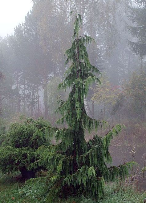 Weeping Evergreen Trees, Weeping Evergreen, Hedge Trees, Mid Century Landscape, Evergreen Landscape, Conifers Garden, Yard Inspiration, Landscape Curbing, Spruce Trees