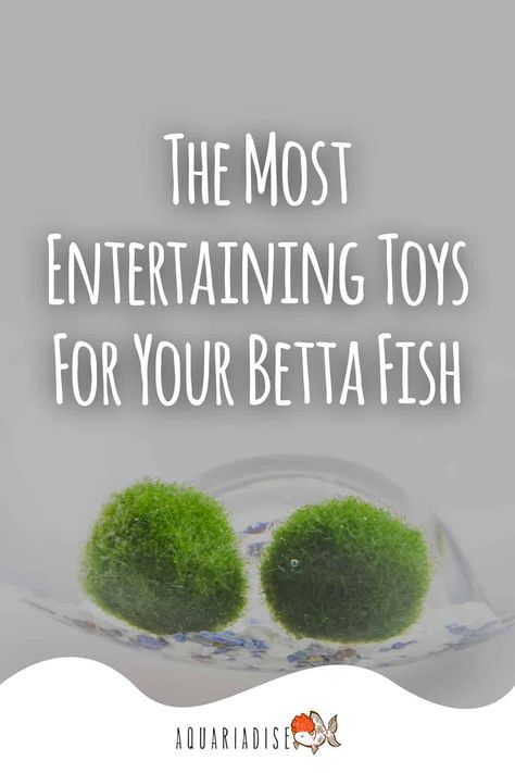 Betta fish are really smart fish but can get bored very easily. If you're looking for the best toys and decorations to put in your betta fish tank, check out our article! We will give you suggestions for some of the most entertaining tank toys on the market. #tanktoys #bettafish #aquariumlovers Betta Fish Natural Habitat, Aquarium For Betta Fish, What Fish Can Live With Bettas, Betta Tank Ideas, Betta Fish Toys, Betta Fish Tank Ideas, Beta Tank, Cool Fish Tank Decorations, Betta Tank Mates