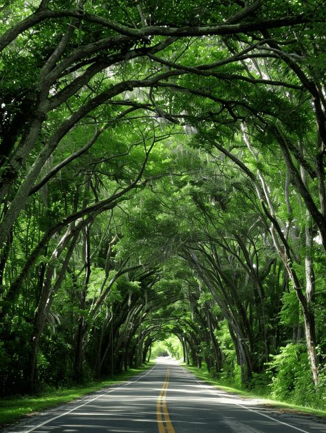 A Scenic Drive Through Florida's Tree Tunnel Tunnels Beach, Tunnel Of Trees, Scary Bridges, Florida National Parks, Florida Trees, Tree Tunnel, Scenic Roads, The Martin, Drive Through