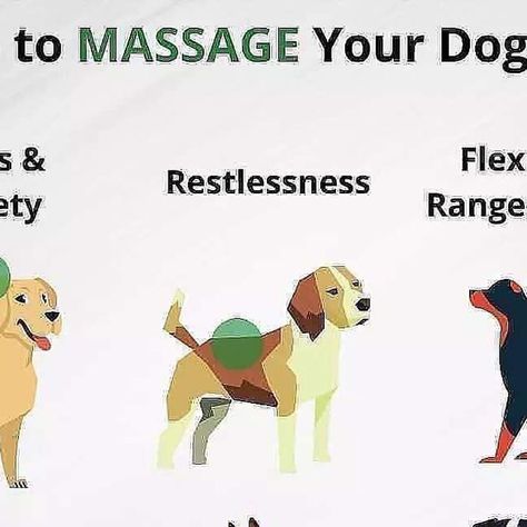 Service Dog Training, Potty Train, Best Bond, Dog Training Advice, Dog Language, Some Games, Training Your Puppy, Dog Obedience, Deep Tissue Massage