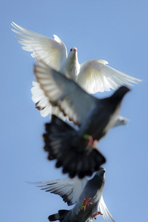 Pigeons Flying Aesthetic, Pegion Bird Aesthetic, White Pigeon Aesthetic, Cool Wallpapers For Guys, High Flying Pigeons, Pigeons Flying, Fantail Pigeon, Bird Anatomy, Dove Flying