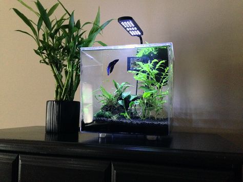 3 gallon tank, Tetra Cube Aquarium Kit, aprox $30: live plants, good betta tank, Flourish comprehensive, flourish excel, flourish root tabs, fluval stratum substrate 3w led light -anubias -anubias petite -water wisteria -java fern -java moss -marimo moss balls -amazon sword -"lucky" bamboo, driftwood. Watch how the betta displays beautiful swimming and exploring behavior that you do not see when they are kept in smaller habitats. Cube Aquarium, Java Fern, Java Moss, Goldfish Aquarium, Aquarium Garden, Glass Fish Tanks, Small Fish Tanks, Marimo Moss, Fish Tank Design