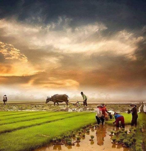 November Landscape, Agriculture Pictures, Save Water Poster Drawing, Agriculture Photography, Agriculture Photos, Street Photography People, Narrative Photography, Rice Field, Village Photography