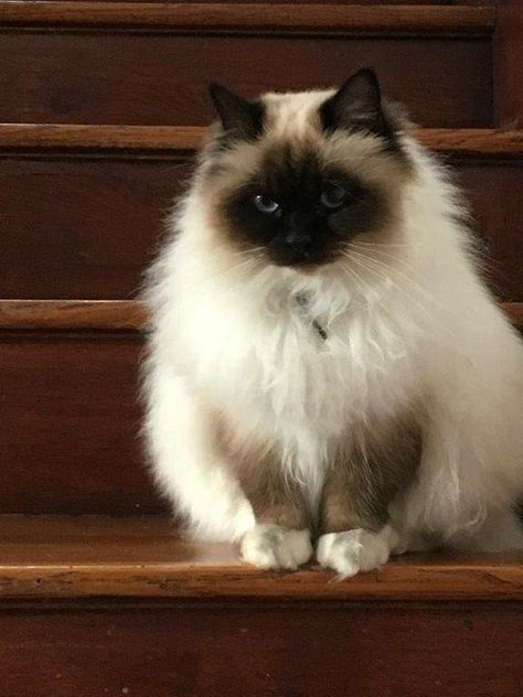 Seal Point Ragdoll Cat, Birman Cat Aesthetic, Himalayan Persian Cats, Birman Kittens, Domestic Cat Breeds, Funny Looking Cats, Birman Cat, Dream's Cat, Silly Cats Pictures