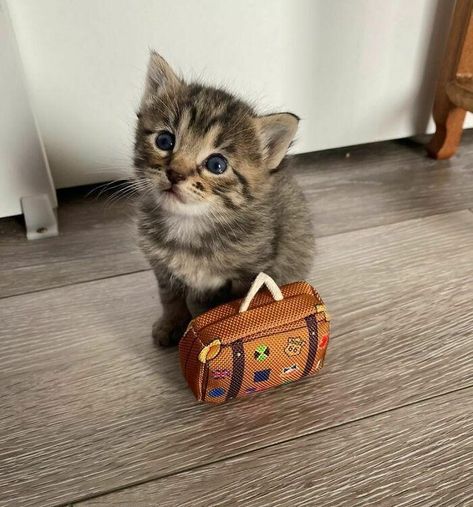 Heartwarming Collection Of Itty Bitty Kitties - I Can Has Cheezburger? Things Wallpaper, Tiny Cats, Funny Random, Seni Dan Kraf, Söt Katt, Funny Animal Memes, Cute Cats And Kittens, Cute Kittens, Funny Animal Pictures