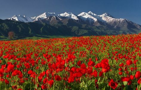 Tian Shan Mountains, Kyrgyzstan Bishkek Kyrgyzstan, Tian Shan, São Miguel Island, Tatra Mountains, Santorini Island, Mammoth Lakes, Breathtaking Places, Poppy Field, Russia City