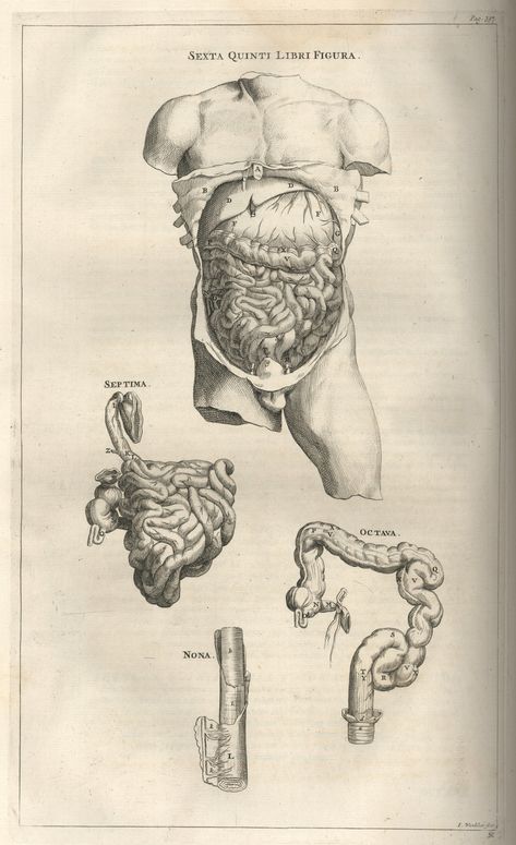 Andreas Vesalius, De Corporis Fabrica Andreas Vesalius Anatomy, Scientific Anatomy Illustration, Anatomical Drawings Vintage, Medical Diagrams Vintage, Old Medical Drawings, Old Medical Illustration, Medical Drawings Anatomy, Old Anatomy Illustration, Vesalius Anatomy