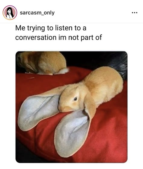 English Lop Rabbit, Funny Animal Memes, Cute Animal Pictures, Funny Animal Pictures, 귀여운 동물, Animal Memes, Cute Funny Animals, Cute Bunny, Animals Friends