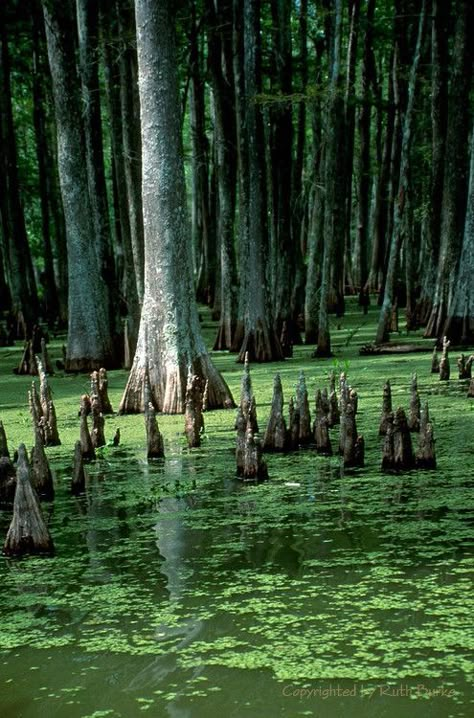 Born On The Bayou, Cypress Knees, Louisiana Swamp, Louisiana Bayou, South Louisiana, By Any Means Necessary, The Bayou, Cypress Trees, Deep South