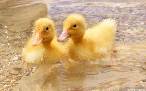 Embedded image Duck And Ducklings, Duck Wallpaper, Pet Ducks, Cute Ducklings, Baby Ducks, Yellow Duck, Baby Bird, Sweet Animals, Cute Little Animals