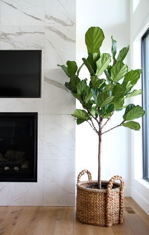 There’s nothing quite like an indoor plant for turning a house into a home. Bringing life, energy and a whole lot of adorableness. Minimalist life, minimalism, minimal, simplify, romantic minimalism, minimal lifestyle, minimalist truth  #minimal, #minimalstyle, #simplicity #simplify #minimalblogger #blog #minimalist #minimalism  #plants #planters #greenery Living Room Plants, Fiddle Leaf Fig Tree, Indoor Trees, Interior Plants, Fiddle Leaf, House Plants Decor, Fiddle Leaf Fig, Deco Floral, House Plants Indoor