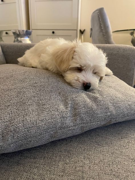 Teddy sleeping 8weeks ♥️ Maltipoo Full Grown, Mini Maltipoo, White Maltipoo, Maltipoo Puppy, Fake Acc, Toy Poodle, Cute Poses For Pictures, Cute Poses, Poses For Pictures