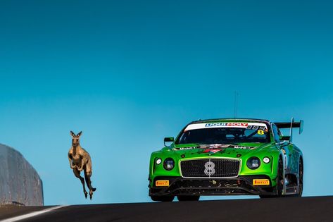 Mount Panorama, Touring Car Racing, Ford 4x4, Gt Cars, Lexus Cars, Car Trash, Mode Of Transport, Bentley Continental, Car Mechanic