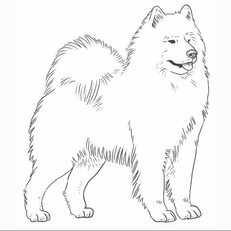 Samoyed Dog Breed Information | Dog Breeds List Samoyed Dog Drawing, Samoyed Drawing Cartoon, Samoyed Tattoo, Samoyed Drawing, Beagle Cartoon, Corgi Cartoon, Dog Portrait Drawing, Cartoon Video, Samoyed Dog