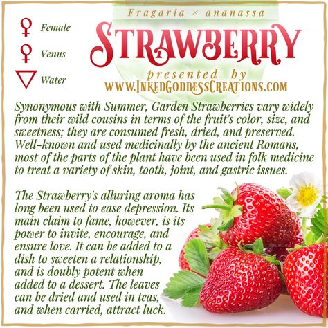 A graphic about the Strawberry featuring a stock image of ripe strawberry fruit and flowers against a white background. The text details strawberry's magickal correspondences and uses. Presented by Inked Goddess Creations. Herbal Witch, Kitchen Witch Recipes, Magickal Herbs, Strawberry Summer, Plant Magic, Magic Herbs, Kitchen Witchery, Diy Cleaning Solution, Magical Herbs