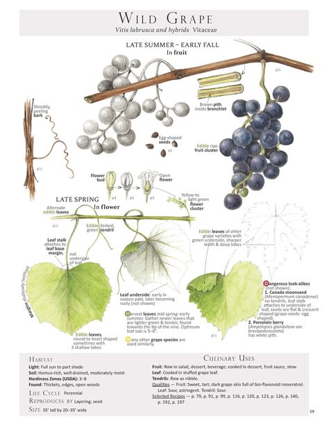 Wild Grape Leaf page from our book Foraging & Feasting: A Field Guide and Wild Food Cookbook by Dina Falconi; illustrated by Wendy Hollender Wendy Hollender, Grape Plant, Edible Wild Plants, Wild Strawberry, Open Flower, Kitchen Witchery, Herbs Plants, Illustration Botanique, Grape Leaf