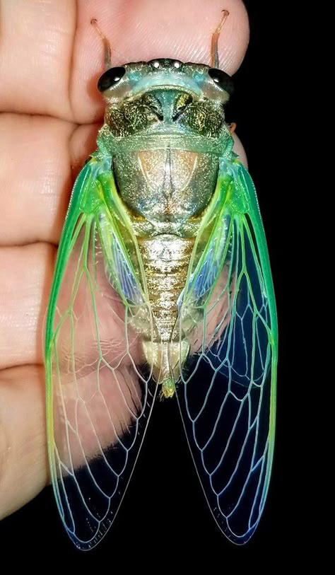 This guy is just 5 minutes old. I released him when his neon green wings and disco gold body hardened, turning to a dark brown and bronze-green.  The cicadas are a superfamily, the Cicadoidea, of insects in the order Hemiptera. They are in the suborder Auchenorrhyncha, along with smaller jumping bugs such as leafhoppers and froghoppers Cicada Tattoo, Intermediate Art, Butterfly Taxidermy, Insect Taxidermy, Cool Insects, Green Wing, Insect Wings, Cool Bugs, Bug Art