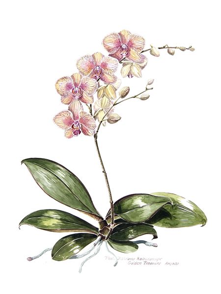 Orchid Botanical Illustration Orchid Illustration, Orchid Drawing, Orchids Painting, Orchid Plant, Illustration Botanique, Vintage Botanical Prints, Botanical Illustrations, Beautiful Orchids, Botanical Painting