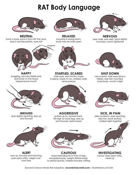 Rat Facts, Pet Rat Cages, Rattus Rattus, Rat Care, Baby Rats, Rat Toys, Funny Rats, Rat Cage, Fancy Rat