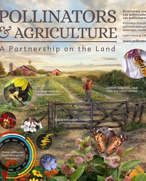 Pollinator Partnership’s Instagram post: “IT'S HERE! 🎉🎉 The 2021 Pollinators and Agriculture Poster is now available for pre-order at the link in our bio. SWIPE to see the full…” Agriculture Poster, Gardening Plants, Native Plants, Agriculture, Garden Plants, Pre Order, Instagram Post, Instagram Posts, Plants