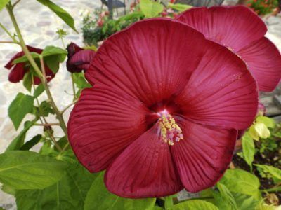 Hardy Hibiscus Care, Perennial Hibiscus, Hibiscus Bush, Growing Hibiscus, Hibiscus Tree, Hibiscus Garden, Hardy Hibiscus, Blue Lotus Flower, Hibiscus Plant