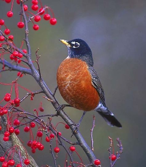 Robin Bird and berries. Robins are very sharp eyed birds. They have excellent color vision and can tell how ripe or sweet a berry is to be eaten! American Robin, State Birds, Robin Bird, Kinds Of Birds, Birds And Butterflies, Pure Michigan, All Birds, Backyard Birds, Bird Pictures