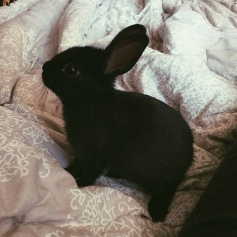 Cute Bunny Pictures, Black Rabbit, Pet Bunny, Bunny Pictures, Pet Rabbit, Fluffy Animals, Baby Bunnies, Cute Animal Pictures