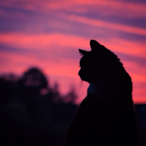 A Black Cat, Purple Sky, The Window, Cute Cats, Black Cat, Of Course, Wallpapers, Purple, Grey