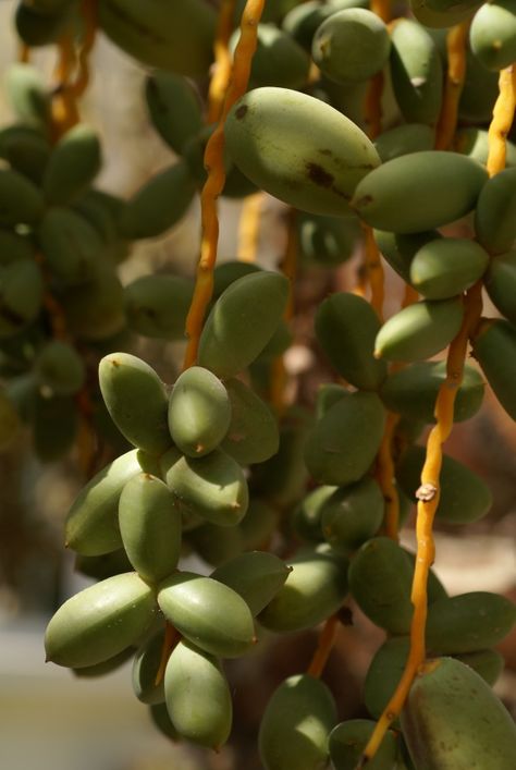 Date Tree, Date Plant, Dates Tree, Fresh Dates, Date Palm, Fruit Picture, Cocktail Menu, Nature Tree, Delicious Fruit