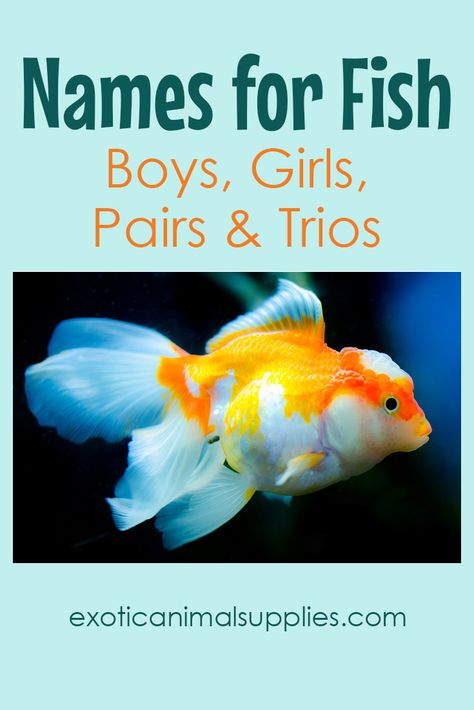 300+ Names for Fish – Funny & Unique Names for Boys & Girls, as well as pairs and trio. Find the perfect name on our list. Funny Pet Names, Unique Names For Boys, Goldfish Names, Fish Names, Fish Funny, Oscar Fish, Unique Boy Names, Names For Boys, Red Fish Blue Fish