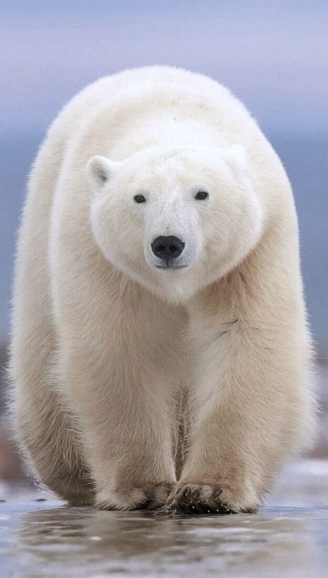 Massive polar bear. Polar Bear Images, Urs Polar, Polar Bear Art, Baby Polar Bears, White Polar Bear, Bear Photos, Bear Pictures, Arctic Animals, Majestic Animals