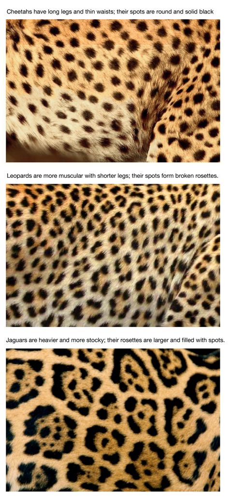 How to tell the difference between cheetah, leopard and jaguar by their spots. Cheetah Tattoo Heart Spots, Cheetah And Leopard Difference, Jaguar Print Pattern, Jaguar Spots Tattoo, Leopard Spot Tattoo, Jaguar Print Tattoo, Cheetah Print Parking Spot, Leopard Spots Tattoo, Jaguar And Leopard