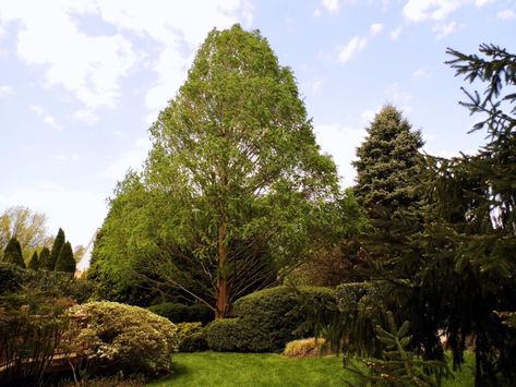 Tree Spotlight: Dawn Redwood - Canopy : Canopy Tree Landscaping Ideas, Tree Spotlight, Dawn Redwood, Tree Landscaping, Sequoia Tree, Ellicott City, Redwood Tree, Fast Growing Trees, Redwood Forest