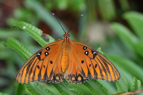 Passion Vine, Swamp Milkweed, Butterfly Species, Dark Wings, Flying Flowers, Gardening Books, Orange Butterfly, Largest Butterfly, Butterfly Pictures