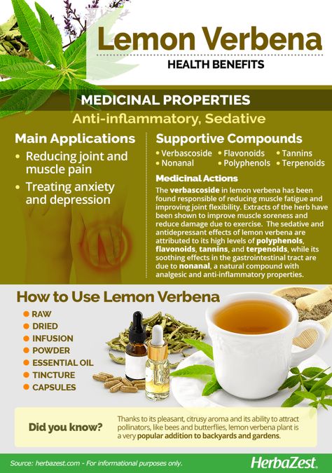 Lemon Verbena Tea Benefits, Lemon Verbena Tincture, Lemon Verbena Medicinal Uses, How To Use Lemon Verbena, Lemon Verbena Benefits, Lemon Verbena Uses, Lemon Verbena Recipes, Lemon Verbena Plant, Medical Garden