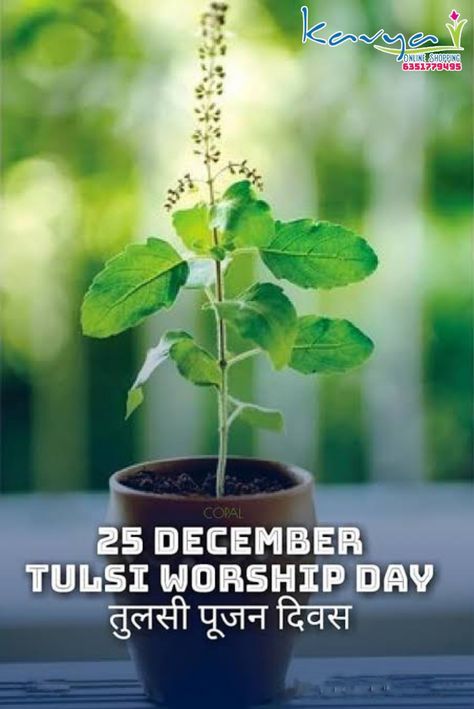 Tulsi worship divas. Tulsi pujan divas Tulsi Divas, Tulsi Plant, 25 December, Army Images, Exam Motivation, Army Pics, Hd Wallpapers For Mobile, Background Images For Quotes, Shiva Art