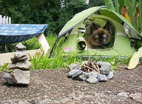 Diy Cat Tent, Cats Facts, Cats Instagram, Camping With Cats, Cat Tent, Adventure Cat, Cat Travel, Adorable Cats, Go Hiking