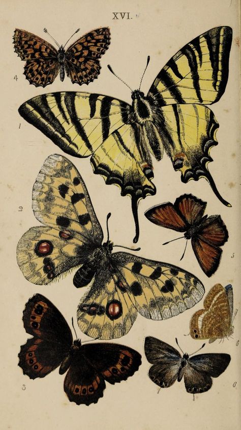 Butterfly Paintings, Insect Illustration, Vintage Drawings, Journal Elements, Beautiful Insects, Copyright Free Images, Wellcome Collection, Vintage Gardening, Insect Collection