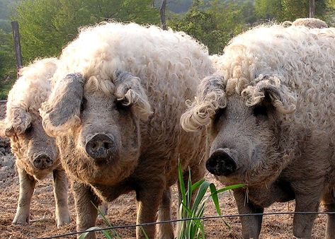 wooly pig - Google Search Mangalitsa Pigs, Wooly Pig, Mangalitsa Pig, Pig Breeds, Raising Pigs, Hobby Farming, White Clover, Domestic Animals, Cuddly Animals