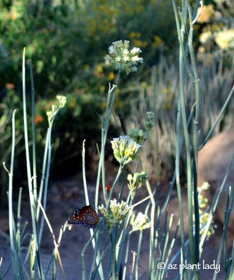 Queen_Butterfly_Asclepias_subulata_desert_milkweed_Southwest_native Desert Milkweed, Garden Drought Tolerant, Milkweed Butterfly, Desert Gardening, Desert Gardens, Desert Trees, Desert Willow, Milkweed Plant, Butterfly Magnet