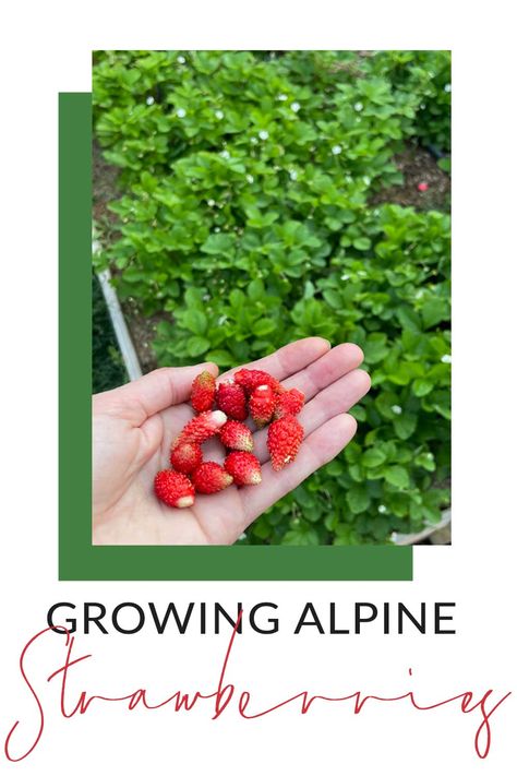 Discover the ultimate guide to growing Alpine Strawberries! Learn how to start a strawberry patch on a budget, propagate plants, choose the right varieties, and care for these sweet, petite fruits. Explore their exceptional flavor, hardiness, and prolific nature. Whether you're a beginner or an experienced gardener, this comprehensive guide will help you enjoy the delightful taste and beauty of Alpine Strawberries in your own backyard. #AlpineStrawberries #GrowingStrawberries #StrawberryPatch Propagate Strawberries, Garden Hod, Alpine Strawberry, Propagate Plants, Alpine Strawberries, Strawberry Patch, Growing Strawberries, Garden Yard Ideas, Propagating Plants