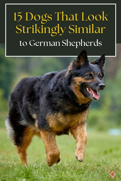 Love German Shepherds? 🐕 You’ll be amazed by these 15 dog breeds that share striking similarities! From their loyal nature to their intelligence, these breeds offer the same remarkable qualities. Whether you’re looking for a companion or a working dog, these look-alikes have got you covered. Dive in to find your next four-legged friend! Small German Shepherd, King Shepherd, Czechoslovakian Wolfdog, Shiloh Shepherd, Working Dogs Breeds, Shepherd Dog Breeds, German Shepherd Mix, Working Dog, Belgian Shepherd