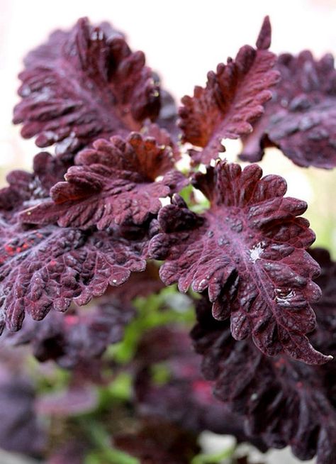 Black Dragon Coleus is a great plant to grow if you are looking for something that adds intensely deep colored foliage to a shady location. Surprises For Boyfriend, Coleus Care, Gothic Gardens, When Is Fathers Day, Plant Structure, Goth Garden, Father Birthday Gifts, Gothic Garden, Witch Garden