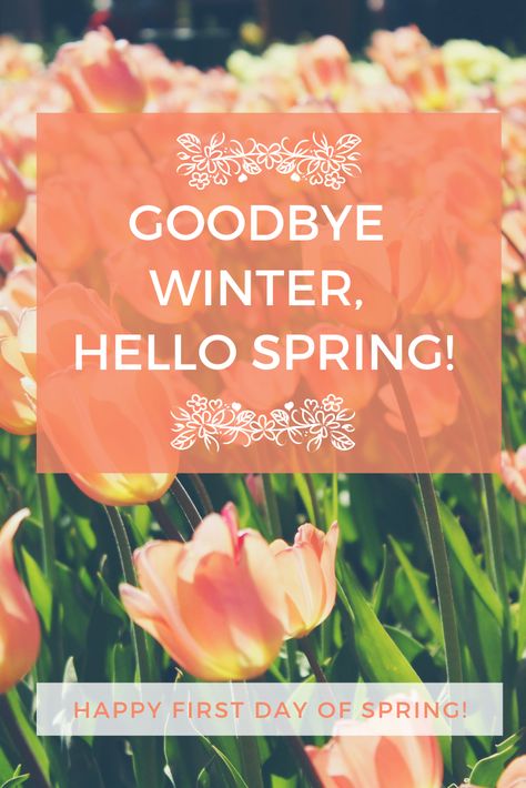 Happy First Day of Spring! 🌼🌻🌸🌹🌷 #firstdayofspring #goodbyewinter Spring Meme, 1st Day Of Spring, Happy First Day Of Spring, Message Board Quotes, Season Quotes, Spring Quotes, Spring Images, Spring Coffee, Spring Pictures