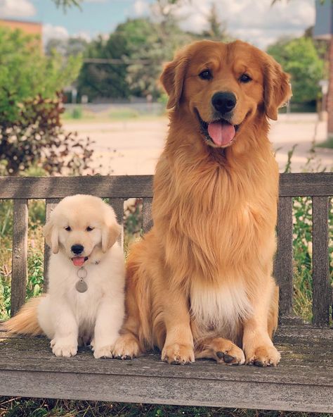 J A X S O N on Instagram: “Teaching lil man the modeling life 💁‍♂️ - Instagram, meet Sawyer!! The newest family member to join our pack. He was born in June 10th and…” Dog Family Pictures, Modeling Life, Worlds Cutest Animals, Chien Golden Retriever, Dachshund Puppies, Retriever Puppy, Baby Puppies, Cute Dogs And Puppies, Golden Retrievers