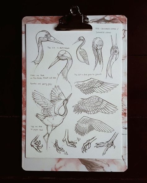 Crane Sketch, Hsc Art, Crane Drawing, Crane Pose, Leg Reference, Japanese Crane, Art Major, Red Crown, Scientific Illustration