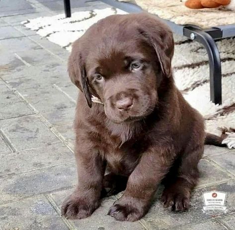 Cute Labrador Puppies, Big Dogs Breeds, Biggest Dog In The World, Funny Dog Signs, Biggest Dog, Chocolate Lab Puppies, Cute Fluffy Dogs, Very Cute Puppies, Brown Puppies