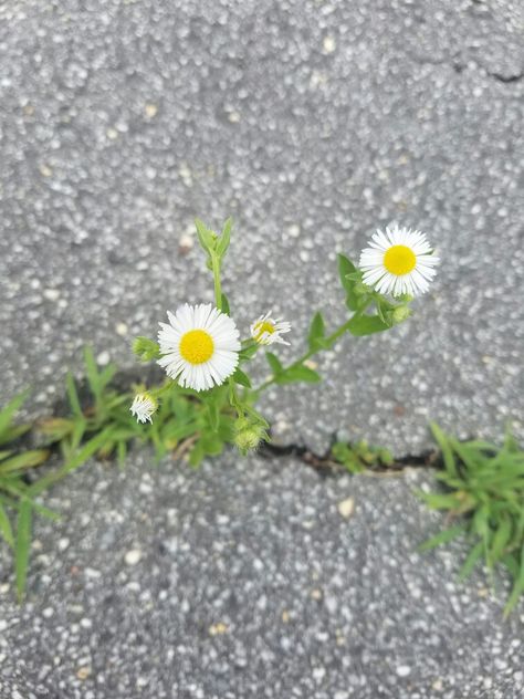 Pretty flowers (weeds?) Growing out of cracked concrete. (Beauty in the cracks. 7/5/16 James Duckworth School Beltsville, MD Taken with Samsung Galaxy 7 (phone) ♡Nneka Plants Growing In Cracks, Wildwood Flower, Cracked Concrete, Lilies Of The Field, Bloom Where You Are Planted, Tiny Plants, Urban Nature, Fruit Art, High Art