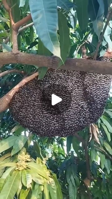 Sacred Geometry on Instagram: "Have you ever seen something like this? Shimmering is an ingenious defense mechanism observed mainly in giant bees. When these bees sense a threat, such as a wasp near the hive, they execute this coordinated movement. It's like a choreographed dance in which each bee in the outer layer of the hive begins to shake its abdomen up and down. This creates a wave effect on the surface of the hive, making it look like everything is moving.

The Shimmer works as a deterrent to potential attackers. It disorients predators, especially wasps, making it very difficult for them to land and launch an attack. And it’s not just about scaring away the “villains”; It's also a way for bees to signal to each other that danger is lurking.

What's really clever about this is how t Animal Oddities, Nature Club, Clever Animals, Defense Mechanism, Bee Swarm, Defense Mechanisms, Visual Illusion, Dangerous Animals, A Bug's Life