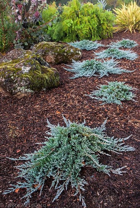 Planting Slopes, Creeping Juniper, Juniperus Horizontalis, Sequoiadendron Giganteum, Oregon Garden, Conifers Garden, Blue Foliage, Fall Containers, Rock Garden Landscaping